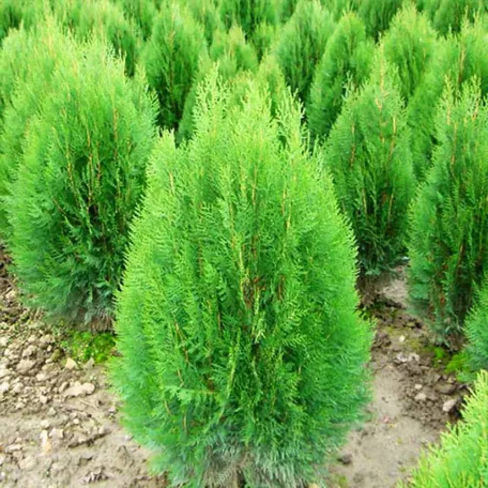 Саджанці східної туї Юстинка Чернівці - фото 1