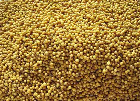 Семена травы горчица желтая сидерат б/с 10 кг Винница