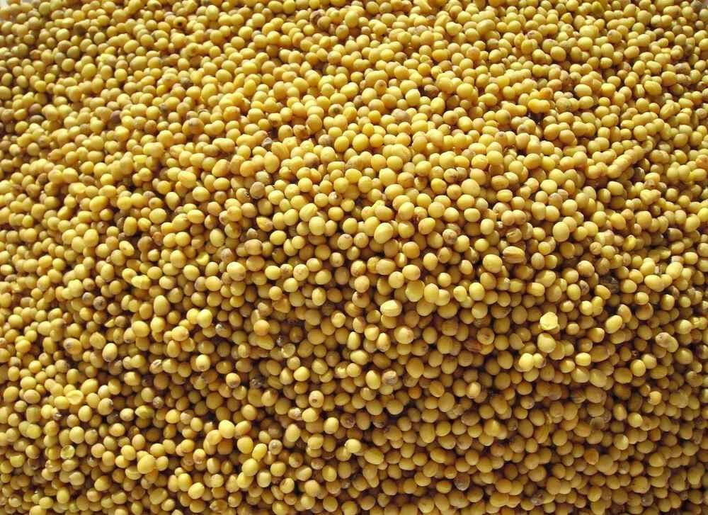 Насіння трави гірчиця жовта сидерат б/с 10 кг Вінниця - фото 1