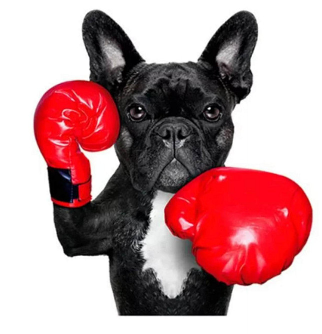 Термонаклейка для футболки Бульдог боксер Киев - изображение 1