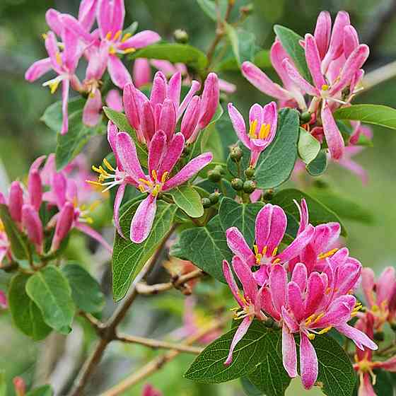 Саженцы жимолости Татарская (черенкованный) - 3-летний Черновцы