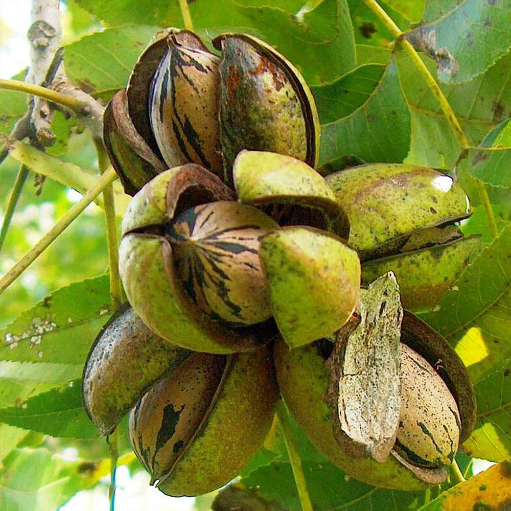 Саженцы пекана Barton (Бартон) - 4-летний Черновцы - изображение 3