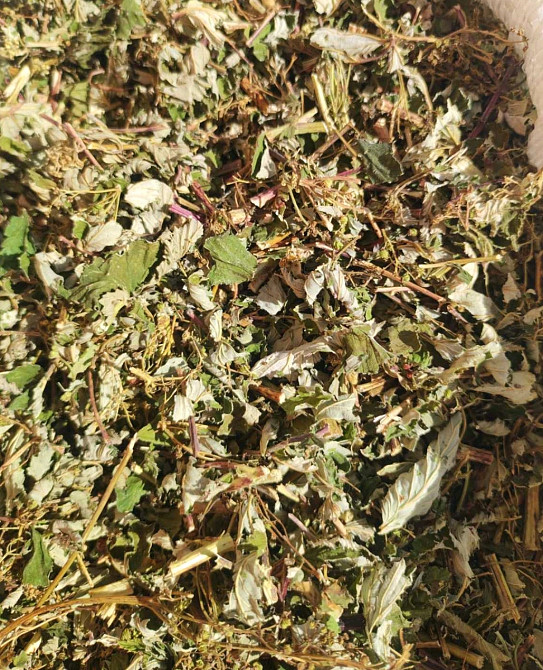 Таволга вязолистая (Лабазник), 500г. MasterSEM Киев - изображение 1