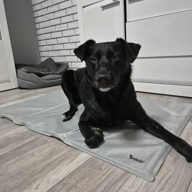 Охолоджувальний килимок для собак і кішок XXL 110x70см Purlov (Польща) Київ - фото 8