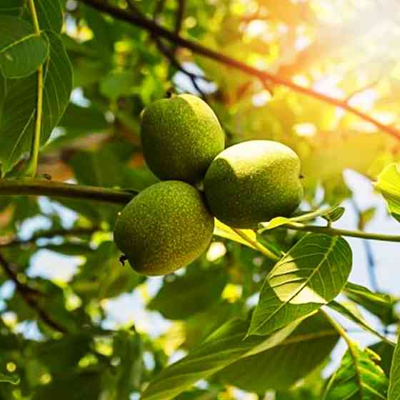 Саджанці грецького горіха Чернівецький 1 - 1-річний Чернівці