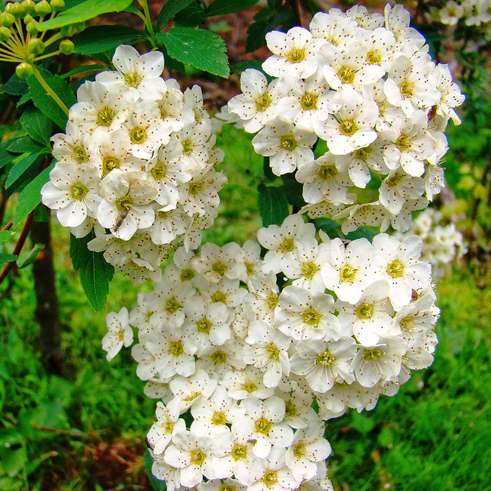 Саженцы спиреи Вангутта (черенкованный) Черновцы - изображение 2