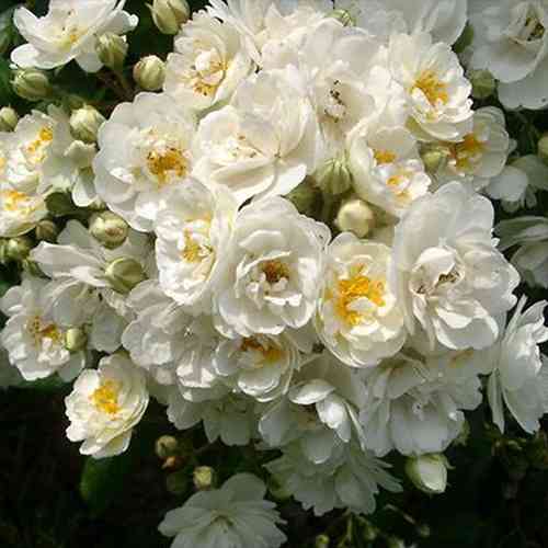 Саджанці троянд Ватерлоо (привитий) - 2-річний Чернівці