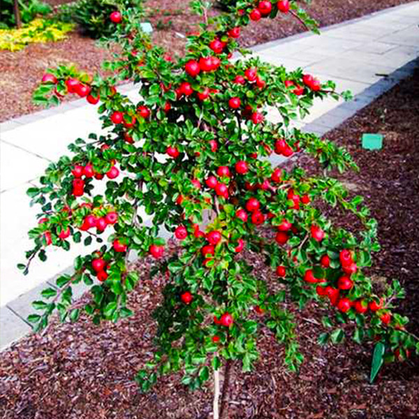 Саженцы декоративного кизильника на штамбе (привитый) Черновцы - изображение 2