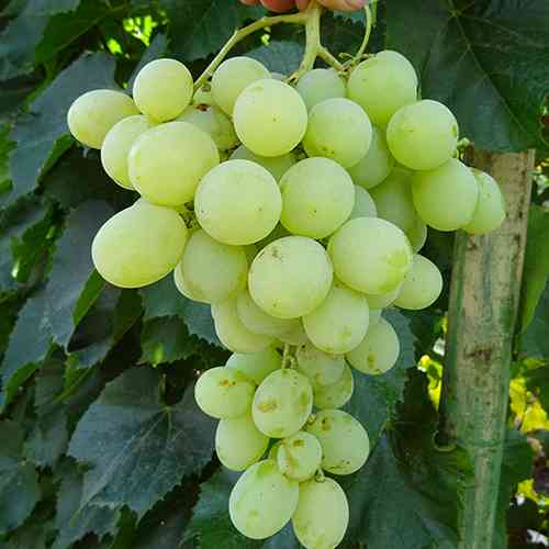 Cаджанці винограду Антоній Великий (черенкований) - 1-річний Чернівці