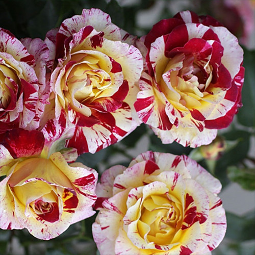 Саженцы роз Камиль Писсарро (привитый) - 2-летний Черновцы - изображение 1