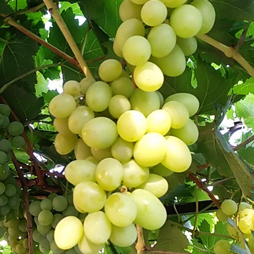 Саженцы винограда Альбина (черенкованный) - 1-летний Черновцы - изображение 1