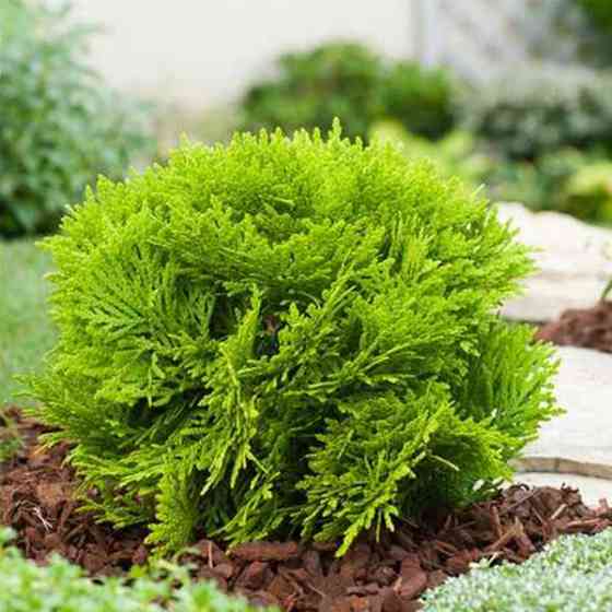 Саджанці туї Куляста Чернівці