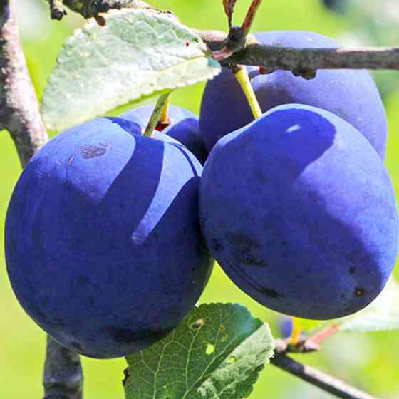 Саженцы сливы Топ Фит (привитый) - 2-летний Черновцы