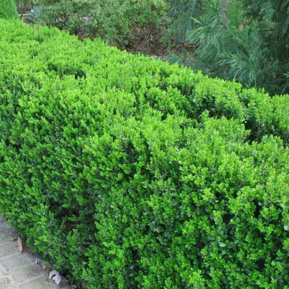 Саженцы самшита (стриженый разной формы) Черновцы - изображение 2