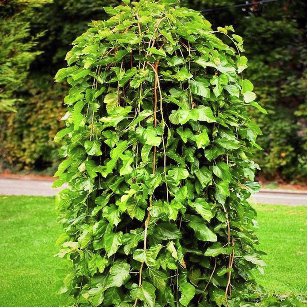 Саженцы плакучей шелковицы на штамбе Шепот Ветра (привитый) Черновцы - изображение 1
