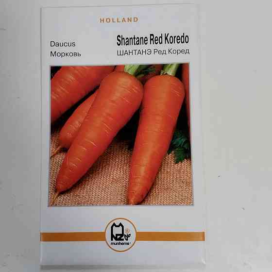 Морковь 