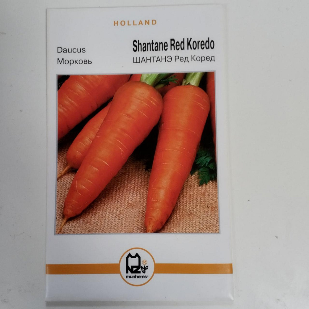 Морковь 