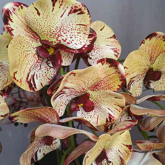 Штучна латексна орхідея VIP у бежевому керамічному кашпо на п'ять гілок кремово-бордова Дніпро