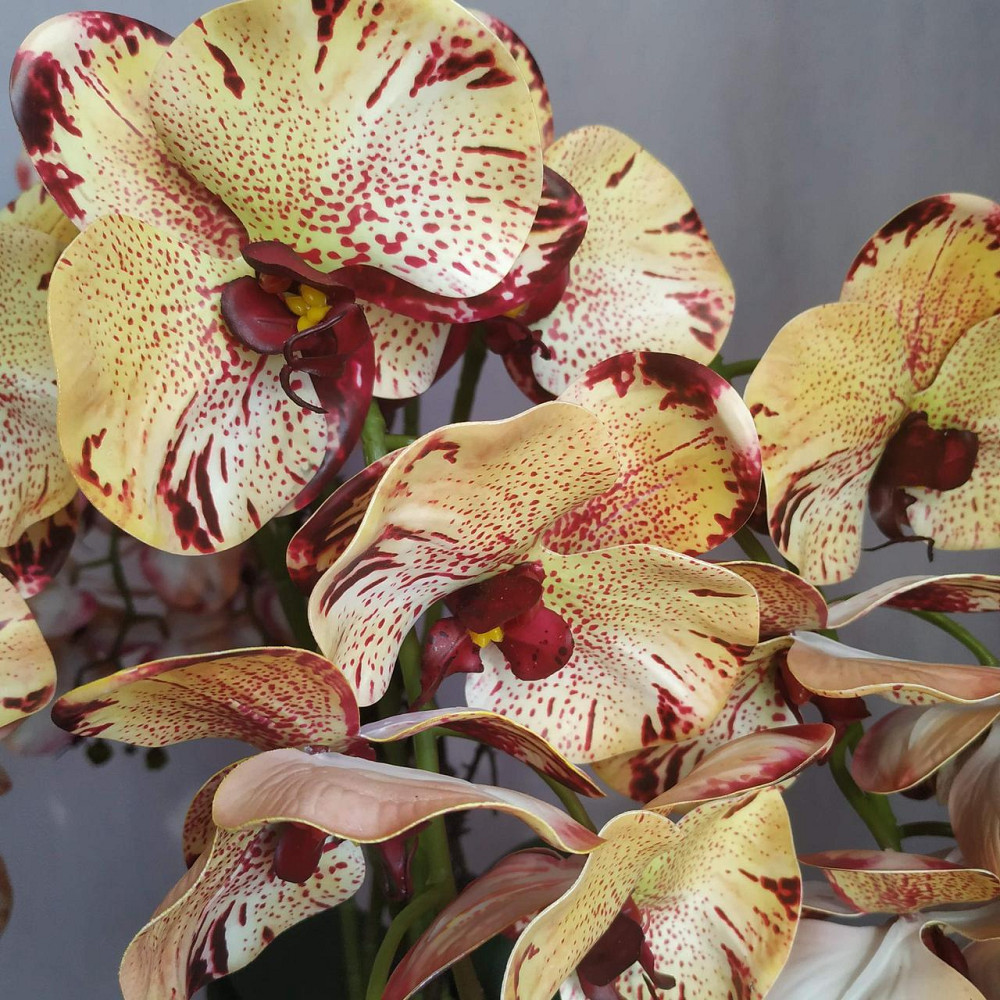 Штучна латексна орхідея VIP у бежевому керамічному кашпо на п'ять гілок кремово-бордова Дніпро - фото 2