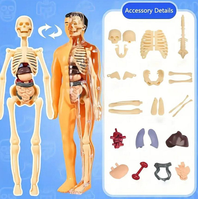 Анатомічна модель людини з 30 частин, висота 28 см | Освітній STEM-набір зі знімними органами та кіс Київ - фото 2