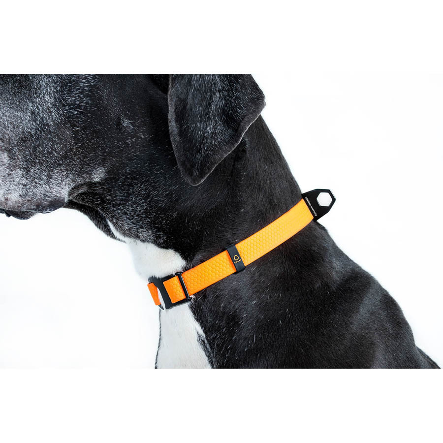 Нашийник EVOLUTOR, регульований, універсальний розмір (ширина 25мм, довжина 25-70 см) помаранче Коломыя - изображение 3