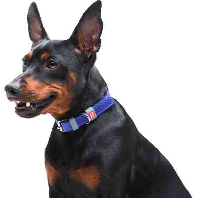 Ошейник для животных WAUDOG Classic кожаный 12 мм х 21-29 см фиолетовый (02029) Винница