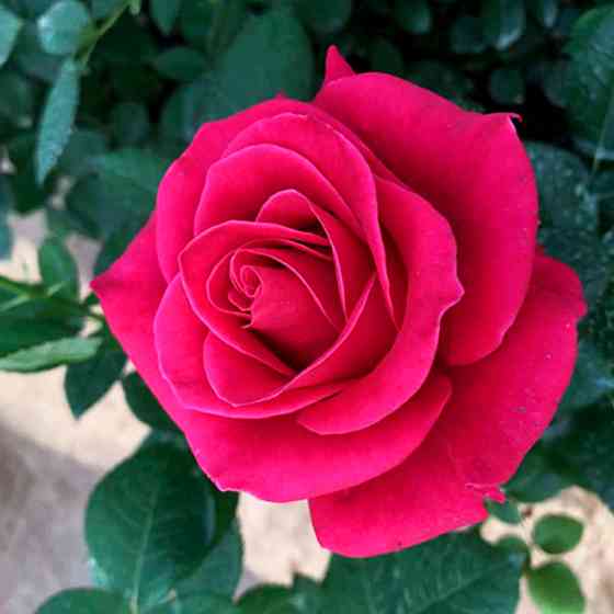 Саджанці чайно-гібридних троянд Шакіра (привитий) Чернівці