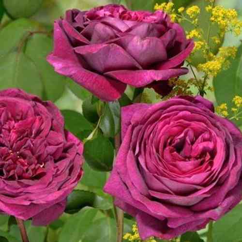 Саджанці троянд Принц (привитий) - 2-річний Чернівці