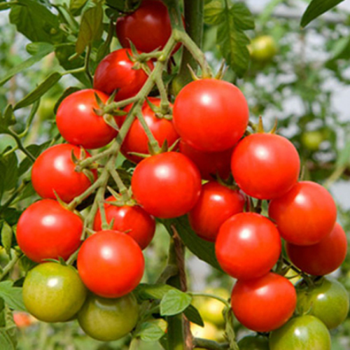 Томат Колібрі 0,1гр WestGard Житомир - изображение 3