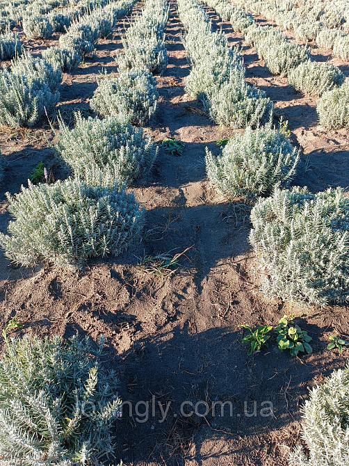 Курупномірні кущі лаванди 80 см в діаметрі для озеленення та ландшафтного дизайну. Ірпінь - фото 7