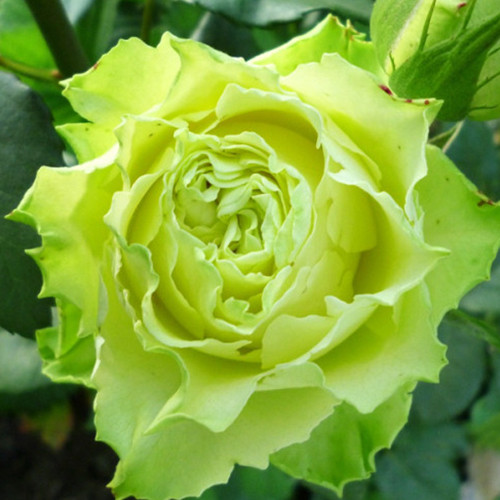 Саджанці троянд Зелена Планета (привитий) - 2-річний Чернівці - фото 1