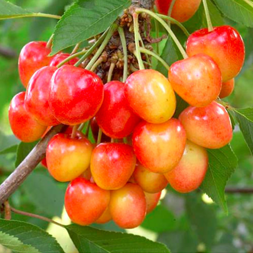 Саджанці черешні Роял Енн (привитий) - 2-річний Чернівці - фото 2