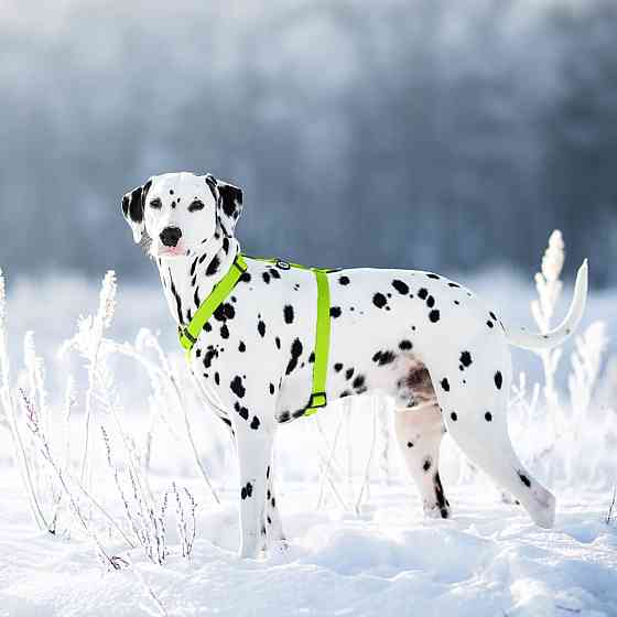 Шлея для собак водостійка анатомічна Н-подібна WAUDOG Waterproof з QR-паспортом, пластикова пряжка-фастекс, L, Ш 25 мм, А 50-85 см, В 60-100 см, салат Київ