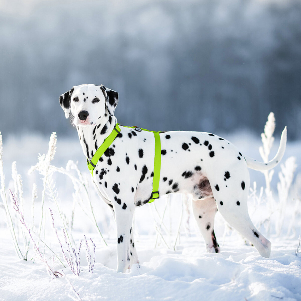 Шлей для собак водостойкий анатомический Н-образный WAUDOG Waterproof с QR-паспортом, пластиковая пряжка-фастекс, L, Ш 25 мм, А 50-85 см, В 60-100 см, Киев - изображение 2