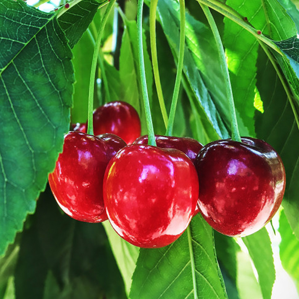 Саджанці вишні Ранній Десерт (привитий) - 1-річний Чернівці - фото 2