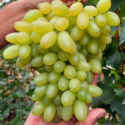 Саженцы винограда Арарат (черенкованный) - 2-летний Черновцы