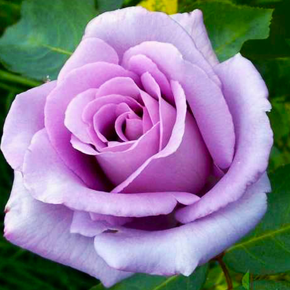 Саженцы чайно-гибридных роз Голубой Нил (привитый) Черновцы - изображение 1