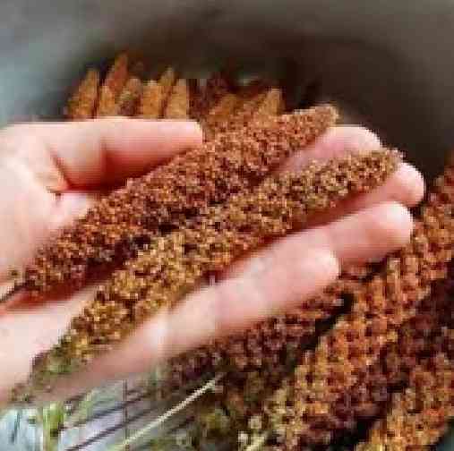 Чумиза в колосках для канареек, попугаев и других декоративных и певчих птиц - уп.4 колоска Змиев