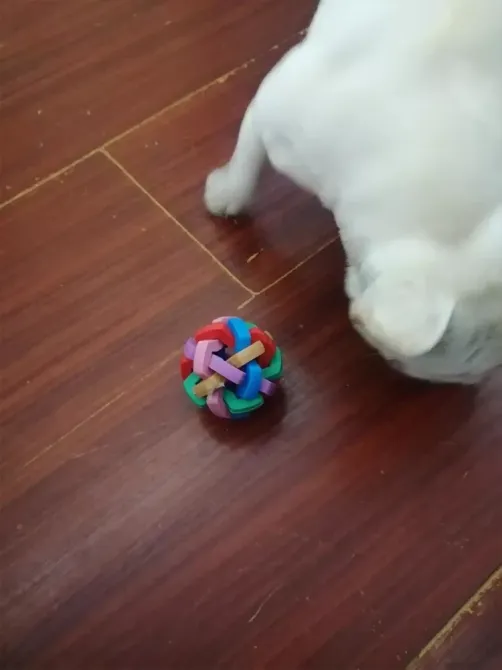 Мячик для котов и собак с колокольчиком внутри - диаметр мячика 7см, пищалка, резина. Киев - изображение 1