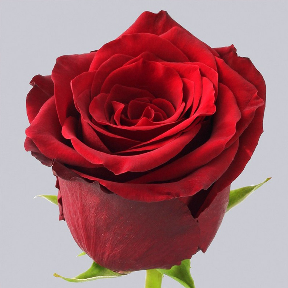 Саженцы чайно-гибридных роз Эксплорер (привитый) Черновцы - изображение 2