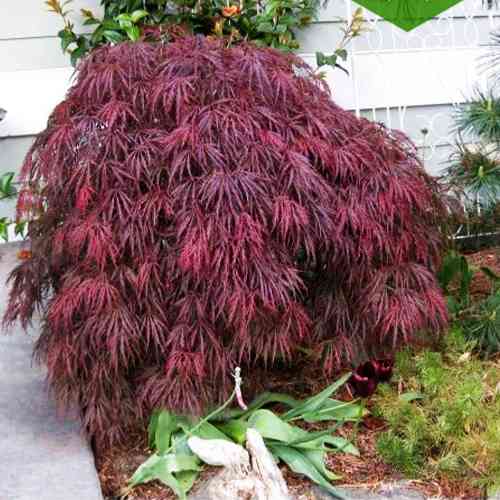 Саженцы клена Гарнет (привитый) - 2-летний Черновцы