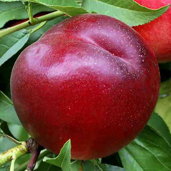 Саженцы нектарина Хард Блейзер (привитый) - 1-летний Черновцы