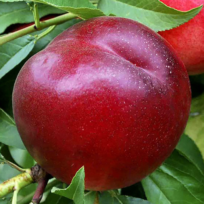 Саджанці нектарину Хард Блейзер (привитий) - 1-річний Чернівці - фото 1