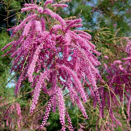 Саджанці тамариксу Пінк Каскад (черенкований) - 2-річний Чернівці