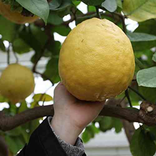 Саженцы лимона Пандероза - 1-летний Черновцы