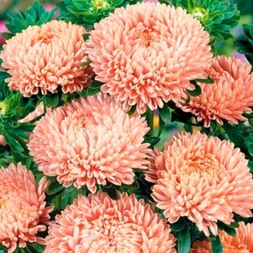 Айстра Аполонія Шамоа 0,25гр WestGard Житомир - фото 3