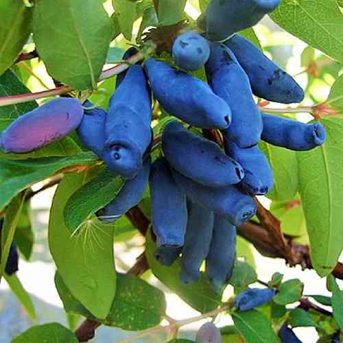 Саженцы жимолости Томичка (черенкованный) - 3-летний Черновцы