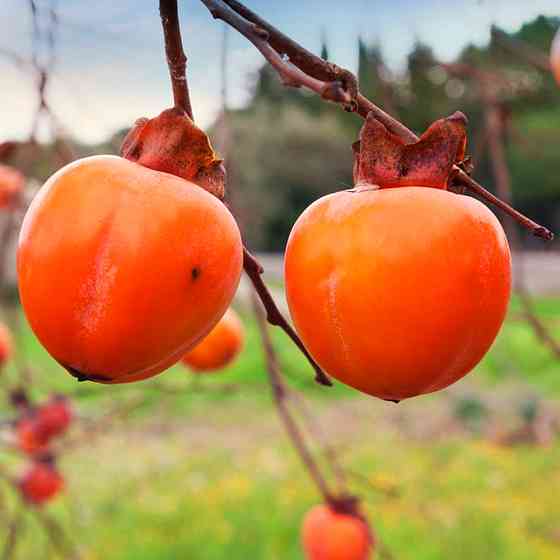 Саженцы хурмы Сосновская (привитый) - 2-летний Черновцы