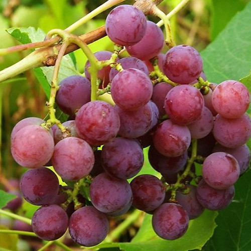 Саженцы винограда Лидия (черенкованный) - 1-летний Черновцы - изображение 1