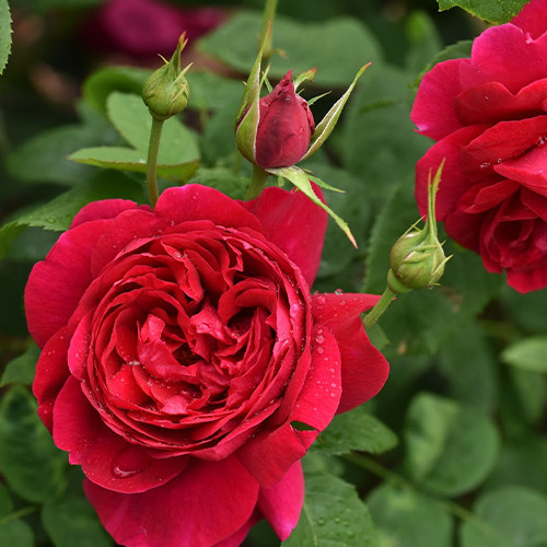 Саджанці троянд Алан Сушон (привитий) - 2-річний Чернівці - фото 1